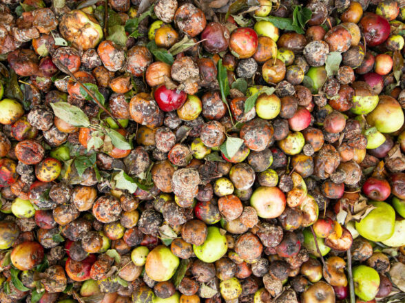 Minimizing Post-Harvest Losses with Clean Energy Cold Chain